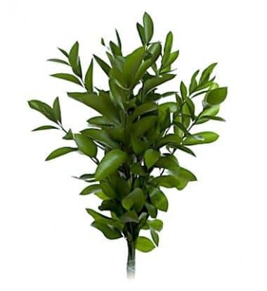  Матовая пленка